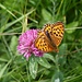 <b>Aglaia (Argynnis aglaja) su Trifoglio rosso (Trifolium pratense).</b>