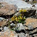 Blumen im kargen Gletscherschutt