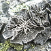 Sulla vetta, licheni a forma di fiore