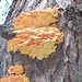 Funghi su un tronco di larice