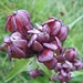 Gentiana purpurea