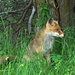 Dieser junge Fuchs hat unser Nachtlager ständig "angegriffen". 