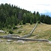 Gut erhaltene Steinmauer auf der Alpe Genuina.