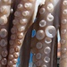 <b>Ventose di polpo.<br />Il polpo (Octopus vulgaris) è un mollusco dal corpo sacciforme, da cui si diramano otto tentacoli, muniti di ventose. Nel caso in cui il polpo perda uno dei tentacoli nel corso della sua vita, è in grado di farselo ricrescere (nello stesso modo in cui la lucertola si fa ricrescere la coda). Uno degli otto bracci  ha la funzione di organo di riproduzione, nel polpo maschio, e prende il nome di ectocotile.</b>