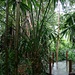 Im Regenwald des Botanischen Gartens.