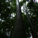 Der Jelutong (Dyera costulata) ist ein Riese im Regenwald.
