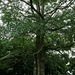 Alstonia angustiloba (Pulai), ein Baum derselben Familie wie der riesige Jelutong (Apocynaceae). Im Hintergrund sieht man die Absperrung der Baustelle für eine neue MRT-Linie, die auch eine Haltestelle am Botanischen Garten haben wird.