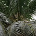 Fruchtstand einer Kokospalme