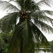 Kokospalme im Eco Garden.