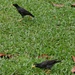 Zwei "Javan Myna" (Acridotheres javanicus). Diesen lustigen Vögeln begegnet man in Singapur auf Schritt und Tritt und es ist eine Freude, sie zu beobachten.
