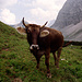 Im Stall die Kuh macht Muh, die Hähne krähn dazu ... rechts der Steig von der Falkenhütte zurück zum Hohljoch.