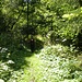 Im Schwendiwald