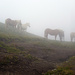 Pferde im Nebel; warten auf besseres Wetter