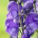 Blauer Eisenhut<br />„Aconitum napellus“<br /><br />Blütezeit: Juni – August<br />Grösse: 40 – 150cm<br />Standort: Fett, feucht Böden, Viehweiden, Schutthalden<br />Vorkommen: Ganz Europa in Gebirgslagen bis 3000m<br />