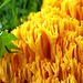 Goldgelber Korallenpilz<br />„Chlavaria aurea“<br /><br />Blütezeit: Juli – Dezember<br />Grösse: bis 10cm<br />Standort: hauptsächlich in Nadlewäldern, seltner auch in Laubwäldern<br />Vorkommen: Weltweit, in Europa sind sechs Arten bekannt<br />