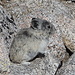 Im Aufstieg zwischen Trail Camp und Trail Crest (in den "Switchbacks") - Pika (Pfeifhase) am Wegrand, nochmals in Groß.