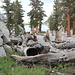 Im Abstieg am Lone Pine Lake - Ein kurzer Abstecher vom Whitney Trail führt zum im Hintergrund sichtbaren Lone Pine Lake.