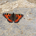 Kleiner Fuchs - beim Abstieg musste ich leider viele dieser Schmetterlinge aufscheuchen, die sich<br />auf den warmen Steinen mitten auf dem Weg ausruhten