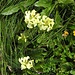 Knolliges Läusekraut (Pedicularis tuberosa)