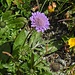 Glänzende Scabiose (Scabiosa lucida) und Grossblütiges Sonnenröschen (Helianthemum grandiflorum)
