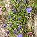 Kleine Glockenblume (campanula cochleariifolia)