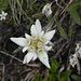 Edelweiss (Leontopodium alpinum ) am Wegrand. Im Tessin nicht häufig.