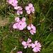 Stein-Nelke (Dianthus silvester)