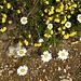 Christs Augentrost (Euphrasia christii) mit Alpenmargerite (Chrisanthemum alpinum)
