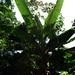Bananenstaude (Musa)