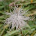 Interessante Pflanze: Ein Kriechender Nelkenwurz vor seiner Blüte