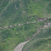 Alpabgang an der Überseite (Weg vom Passo Busin). Sämtliche Kühe übernachten im Stall neben dem Rif.Margaroli, und marschieren am nächsten Tag wieder auf die Alp.