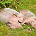 Hüttenschweine bei dem Rifugio Margaroli