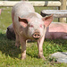 Hüttenschwein ist gerade dabei um das sorgfältig unterhaltene Rasen umzuwühlen. Wie das wohl des Schweinen Art ist...