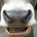Una mucca ci mostra fiera la sua cavità orale...