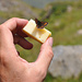Auch italienische Schmetterlinge mögen Schweizer Käse