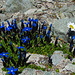 Blumenpracht am obersten See im Val d'Agnel.
