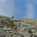 Von der höchsten Sarotlaspitze beobachtet uns ein mächtiger Steinbock