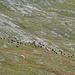 die grosse Herde der Schwarzhals-Ziegen folgt uns um den ESE-Grat-Ausläufer herum