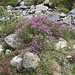 eine neue Farbvariante am Chelchbach: zartrosa erfreut uns das Alpen-Weidenröschen