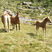 Famigliola di equini all’Alpe Tamia