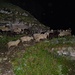 Schafe kurz vor dem Sattel beim Gamser Rugg