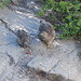 In der Nähe des Glacier Point - Auch die Felsengebirgshühner (Grouse) haben etwas Essbares gefunden.