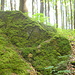 Für Moosliebhaber :-)