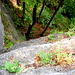 Felsvegetation und Tiefblick auf dem Mönchstein