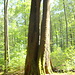 Zwillingsbuche oberhalb Lauenstein