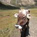 se il formaggio Bettelmat esiste, è soprattutto grazie a lei (e alle sue amiche)
