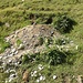 spunta una marmotta