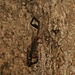 Ein Skorpion, der sich festgekrallt am senkrechten Baumstamm, über ein Insekt hermacht