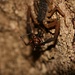 Ein Skorpion, der sich festgekrallt am senkrechten Baumstamm, über ein Insekt hermacht