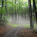 Im Deister bei Springe